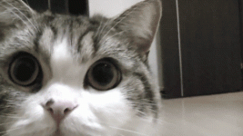 Funny_Cat_Animated_Gifs-2.gif