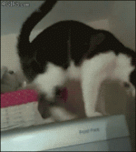 cat-spidercat-crazy-cats-587b5b228e481e40180891a9-g.gif