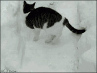 catsnowsurprise.gif