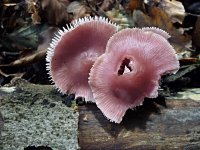 L_pinkmushrooms2hd (800x600).jpg