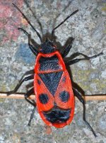 598px-Pyrrhocoris_apterus_(aka).jpg