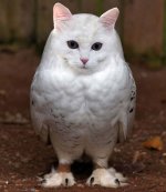 meowls-cat-head-owl-body-8.jpg